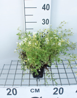 Saxifraga 'Schneeteppich'   pot 9x9 cm