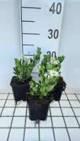 Aster ageratoides 'Starshine'   pot 9x9 cm  