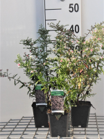 Aster lateriflorus 'Horizontalis'   pot 9x9 cm