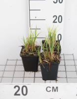 Carex acutiformis   pot 9x9 cm  