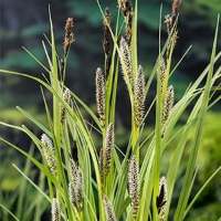 Carex riparia   pot 9x9 cm  