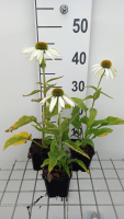 Echinacea purpurea 'Baby Swan White'   pot 9x9 cm