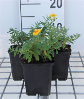 Helianthemum 'Golden Queen'   pot 9x9 cm