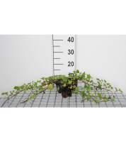 Hedera helix 'Shamrock'   pot 9x9 cm  