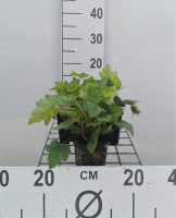 X Heucherella alba 'Bridget Bloom'   pot 9x9 cm  