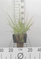 Panicum virgatum 'Rehbraun'   pot 9x9 cm