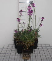 Erysimum 'Bowles' Mauve'   pot 9x9 cm  