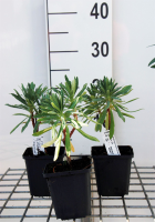 Euphorbia characias subsp. Wulfenii   pot 9x9 cm  
