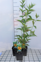 Helianthus 'Lemon Queen'   pot 9x9 cm  