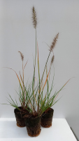 Pennisetum alopecuroides 'Hameln'   biopot diameter 8 cm