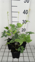 Actaea pachypoda 'LK05' (Misty Blue)   pot 9x9 cm