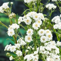 Achillea ptarmica   Biopot diameter 7 cm