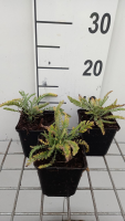 Achillea 'Taygetea'   pot 9x9 cm
