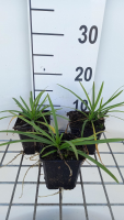 Agapanthus 'AGA04051' (Brilliant Blue)   pot 9x9 cm