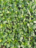 Ajuga reptans 'Sanne'   pot 9x9 cm