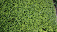 Amsonia orientalis   pot 9x9 cm