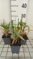 Arundo donax   pot 9x9 cm  