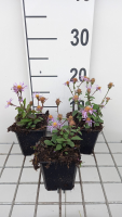 Aster radula 'August Sky'   pot 9x9 cm