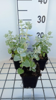 Ballota pseudodictamnus   pot 9x9 cm  