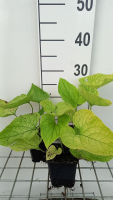 Brunnera macrophylla 'Diana's Gold'   pot 9x9 cm