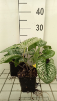 Brunnera macrophylla 'Sea Heart'   pot 9x9 cm  