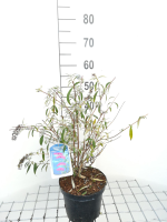 Buddleja davidii 'Nanho Purple'   pot   40 60 cm  