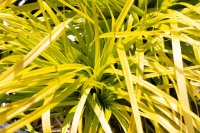 Carex oshimensis 'Everillo'   pot 9x9 cm  