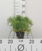 Chamaemelum nobile   pot 9x9 cm  