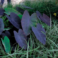 Colocasia esculenta 'Black Magic'   pot 11x11 cm