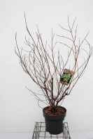 Cornus kousa var. Chinensis   pot 12L   100 125 cm