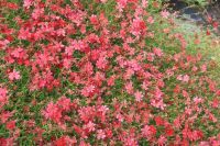 Coreopsis 'Limerock Ruby'   pot 9x9 cm