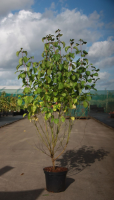 Cornus sanguinea   pot 10L   80 100 cm