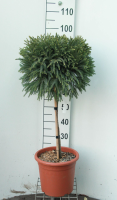 Cryptomeria japonica 'Globosa Nana'   pot 9L   geënt op stam