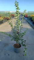 Crataegus x media 'Paul's Scarlet'   pot 12L   100 125 cm