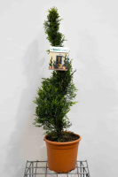X Cupressocyparis leylandii 'Castlewellan'   pot 9L   80 100 cm   spiraalvorm