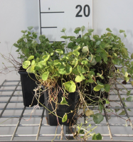 Dichondra sericea 'Emerald Falls'   pot 9x9 cm