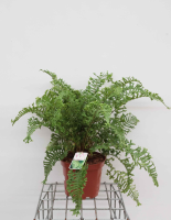 Dryopteris affinis 'Cristata'   pot 7,5L