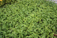Echinacea purpurea 'Purity'   pot 9x9 cm