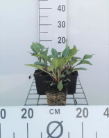 Echinacea purpurea 'JS ROHO' (JS Robin Hood)   pot 9x9 cm