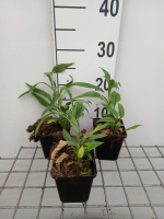 Echinacea 'APECSSIWH' (Sunseekers White)   pot 9x9 cm