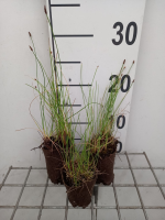 Eleocharis palustris   Biopot diameter 7 cm