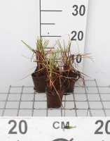 Eriophorum angustifolium   Biopot diameter 7 cm