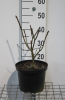 Euonymus alatus 'Compactus'   pot 5L   40 50 cm  