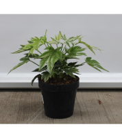 Fatsia japonica 'Tsumugi shibori'   pot   30 40 cm