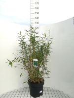 Fargesia murieliae 'Dino'   pot 10L   80 100 cm