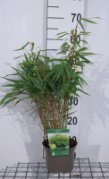 Fargesia 'Rufa'   pot 2L   40 50 cm