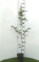 Fagus sylvatica   pot   100 125 cm  