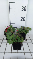 Geranium sanguineum 'Ankum's Pride'   pot 9x9 cm  