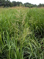 Glyceria maxima   Biopot diameter 7 cm