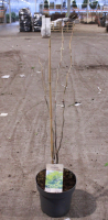Gleditsia triacanthos 'Sunburst'   pot 12L   100 125 cm